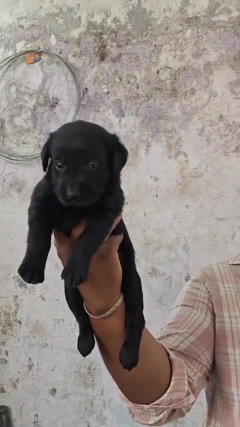 Beagle Black & Tan Puppy, farm video