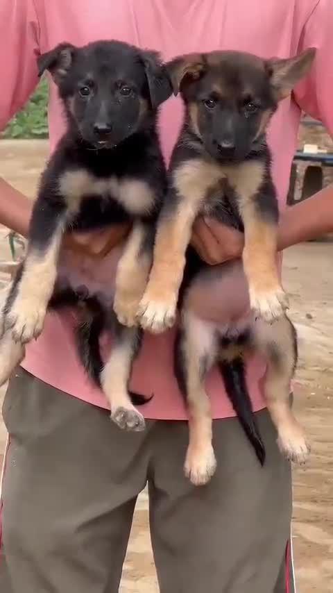 German Shepherd Puppy, farm video