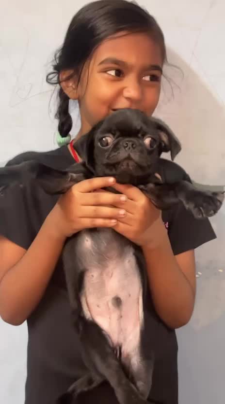 Pug Puppy, farm video