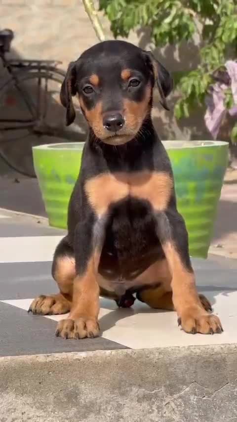 Doberman Pinscher Puppy, farm video