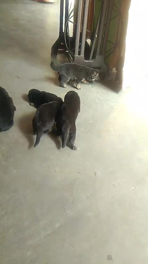 German Shepherd Puppy, farm video