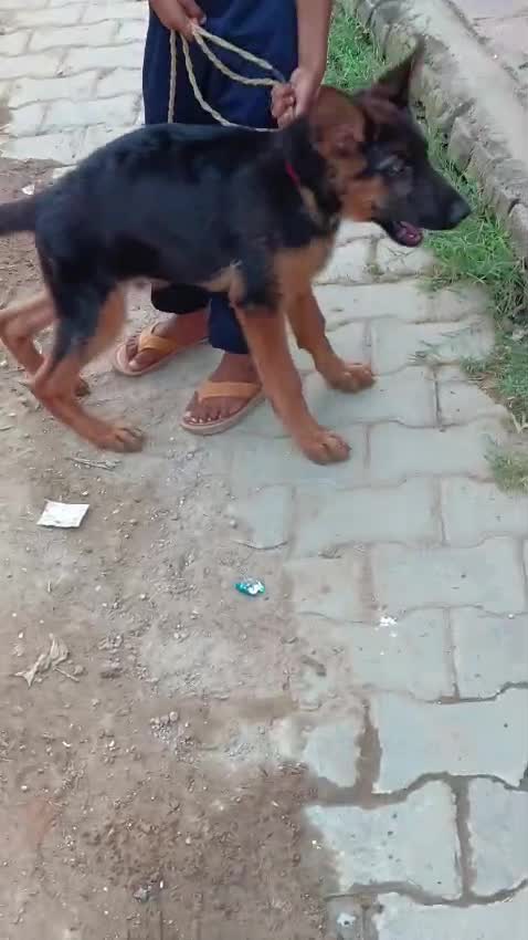 German Shepherd Puppy, farm video