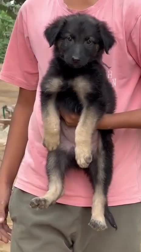 German Shepherd Puppy, farm video
