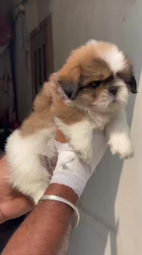 Shih Tzu | Black Color, farm video