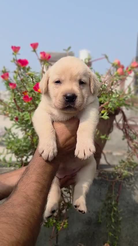 Beagle Black & Tan Puppy, farm video