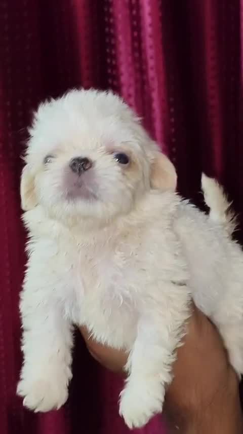 Shih Tzu | Black Color, farm video