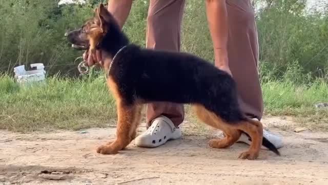 German Shepherd Puppy, farm video