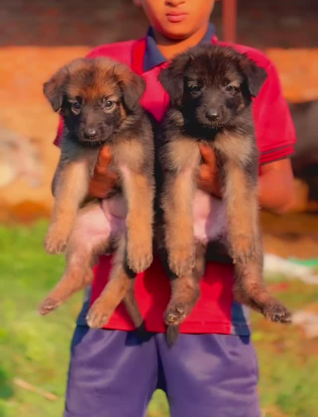 German Shepherd Puppy, farm video