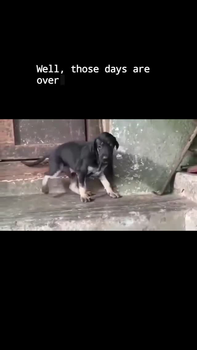 Kanni, farm video