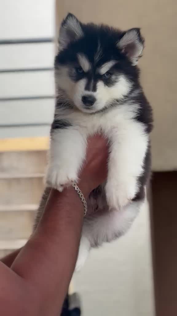 Siberian Husky Puppy | Black & White Color, farm video