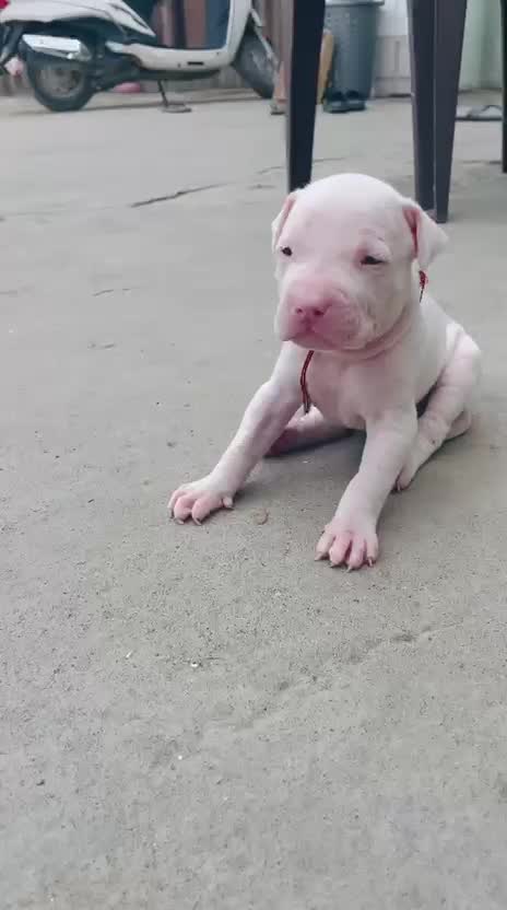 American Bully Pocket Size Puppy, farm video