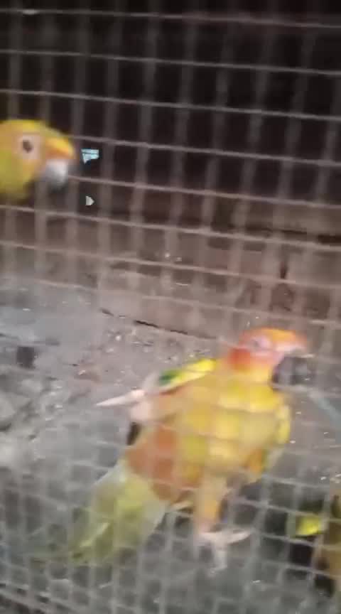 Sun Conure, farm video