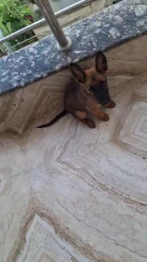 Belgian Malinois Puppy, farm video