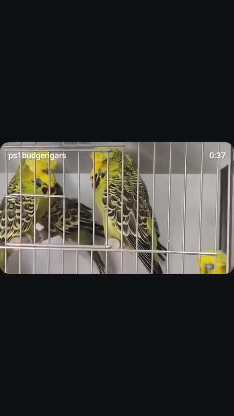 Exhibition Budgies, farm video