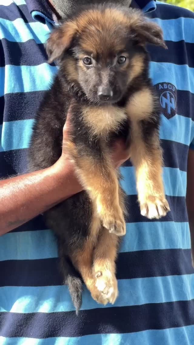 German Shepherd Puppy, farm video