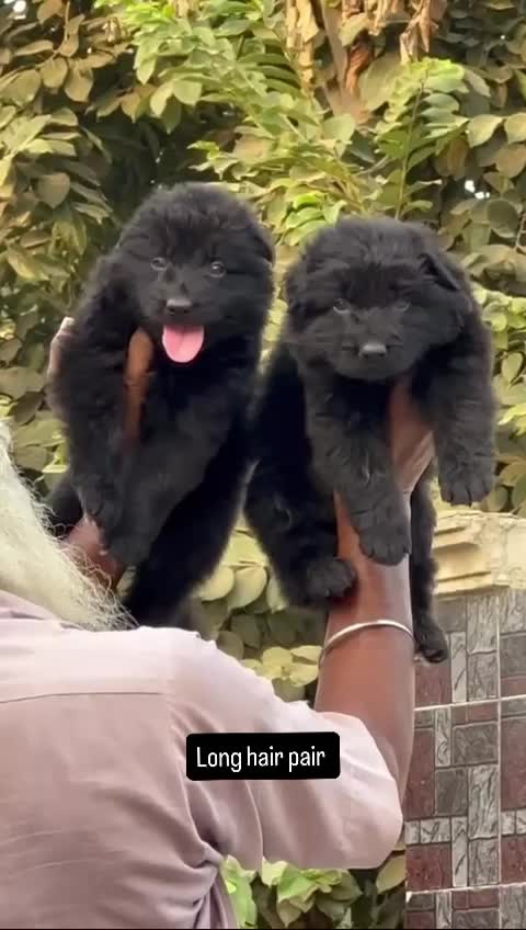 German Shepherd Puppy, farm video