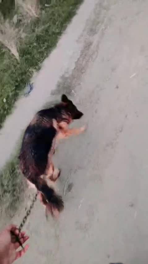 German Shepherd Puppy, farm video