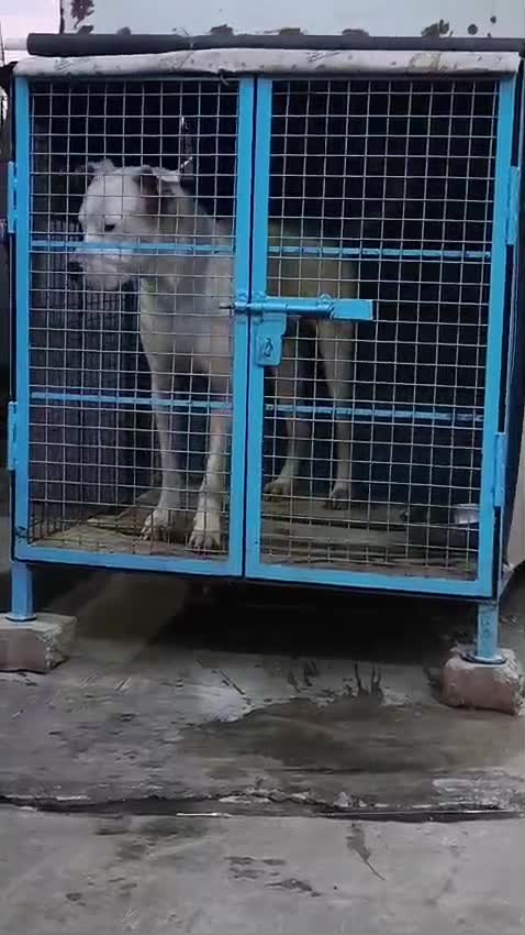 Dogo Argentino Puppy, farm video