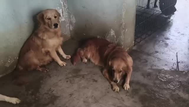 Beagle Black & Tan Puppy, farm video