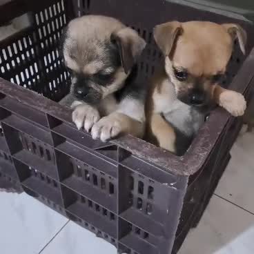 Chihuahua Puppy, farm video