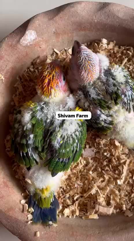 Sun Conure, farm video