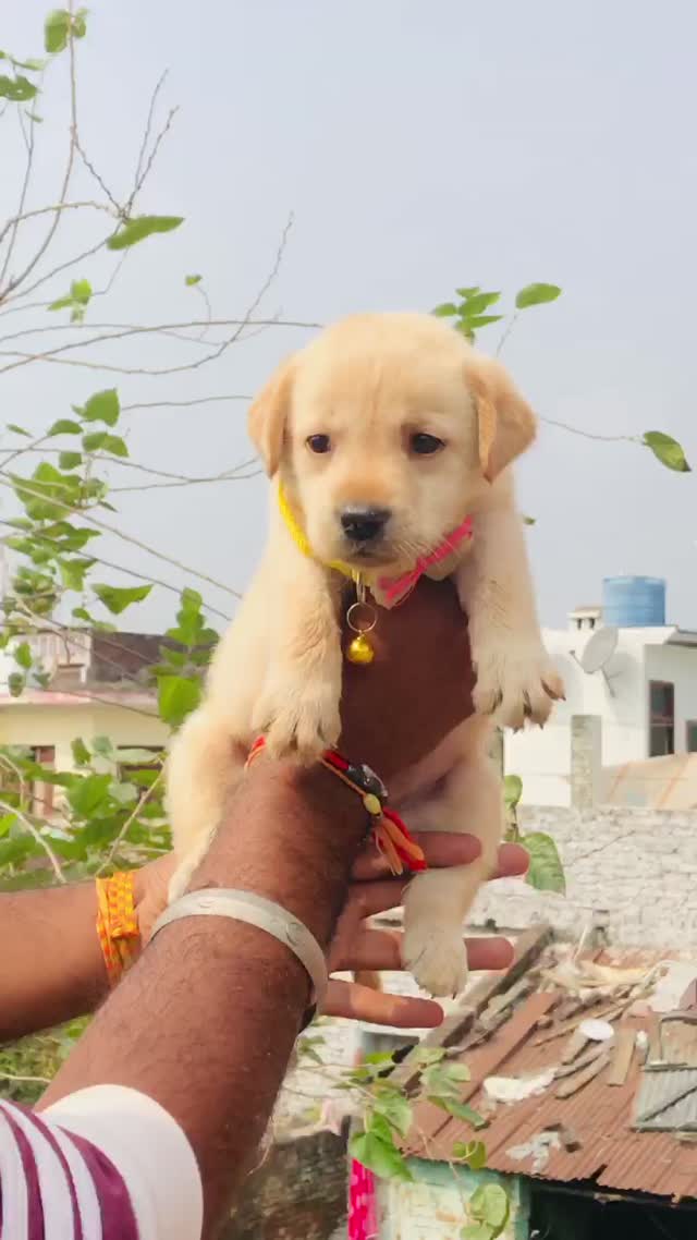 Beagle Black & Tan Puppy, farm video
