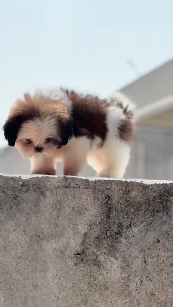 Shih Tzu | Black Color, farm video