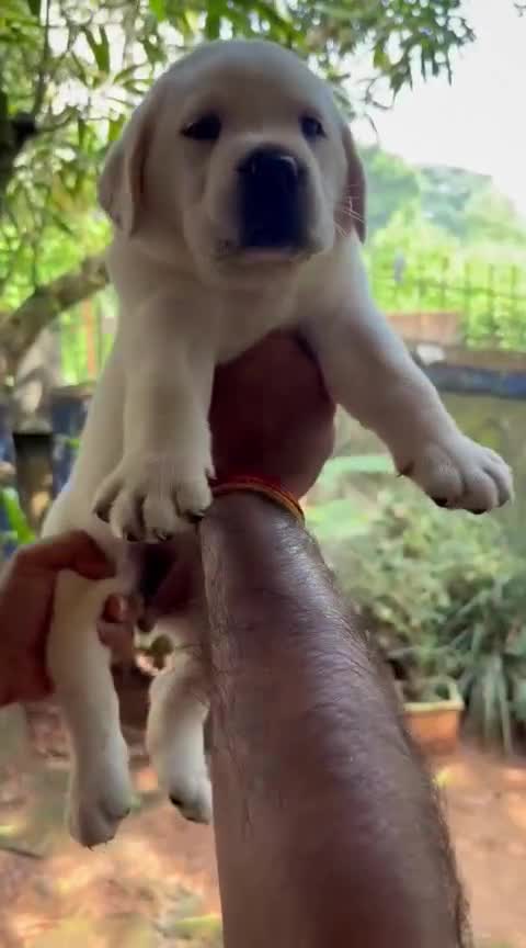 Beagle Black & Tan Puppy, farm video