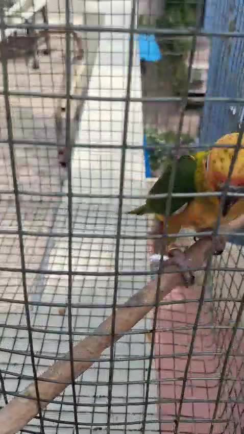 Sun Conure, farm video