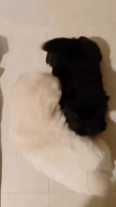 Chow Chow Puppies, farm video