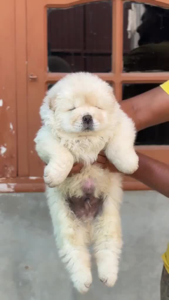 Chow Chow Puppies, farm video