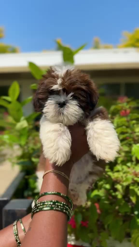 Shih Tzu | Black Color, farm video
