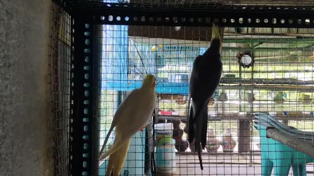 Cockatiel, farm video