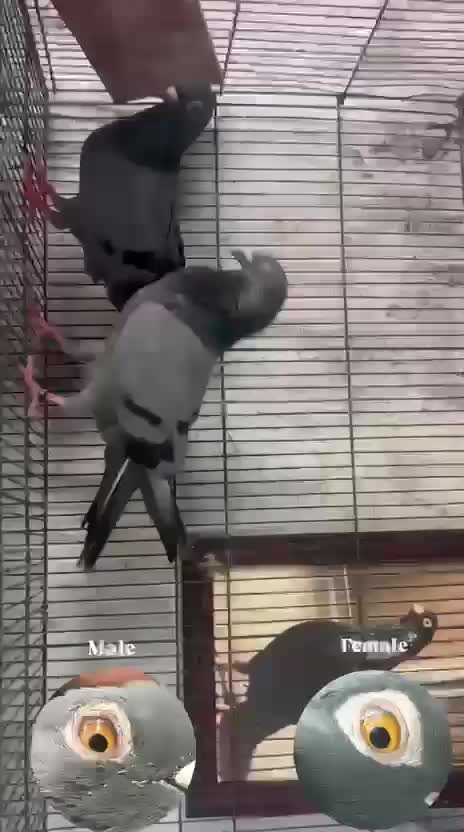 Fantail Pigeon, farm video
