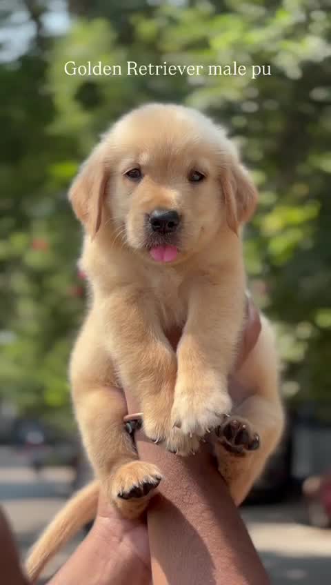 Golden Retriever, farm video