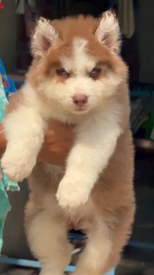 Siberian Husky Puppy | Black & White Color, farm video