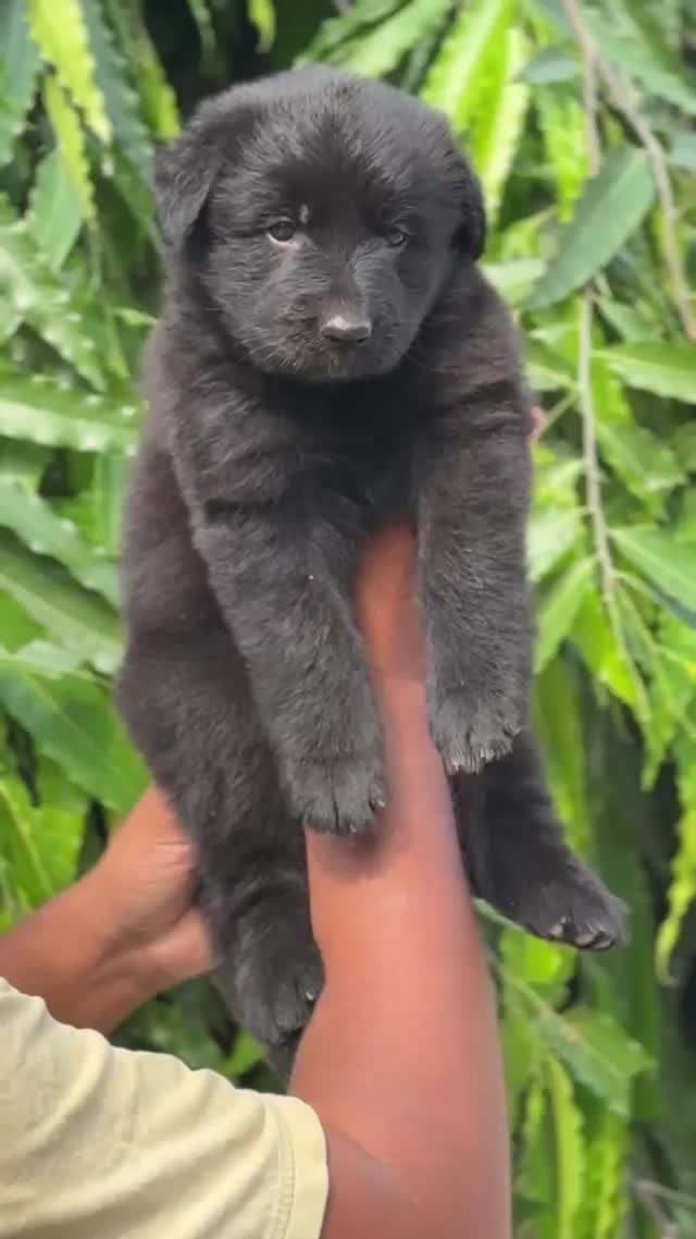 German Shepherd Puppy, farm video