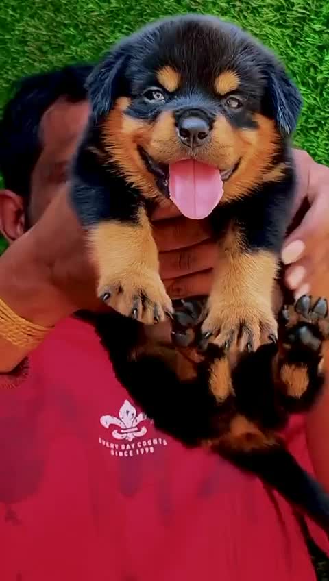 Rottweiler Puppy, farm video