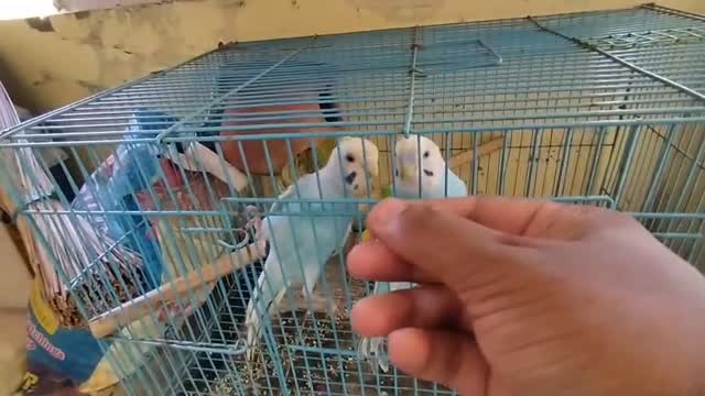 Budgies, farm video