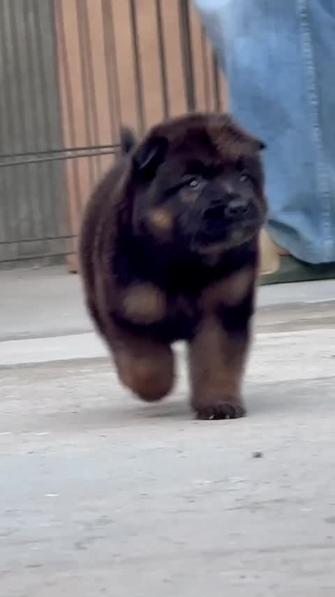 German Shepherd Puppy, farm video