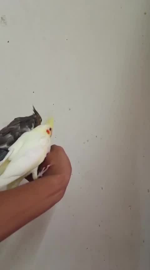 Cockatiel, farm video