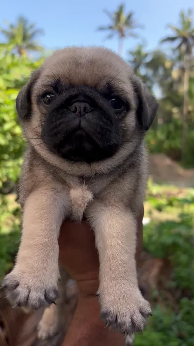 Pug Puppy, farm video