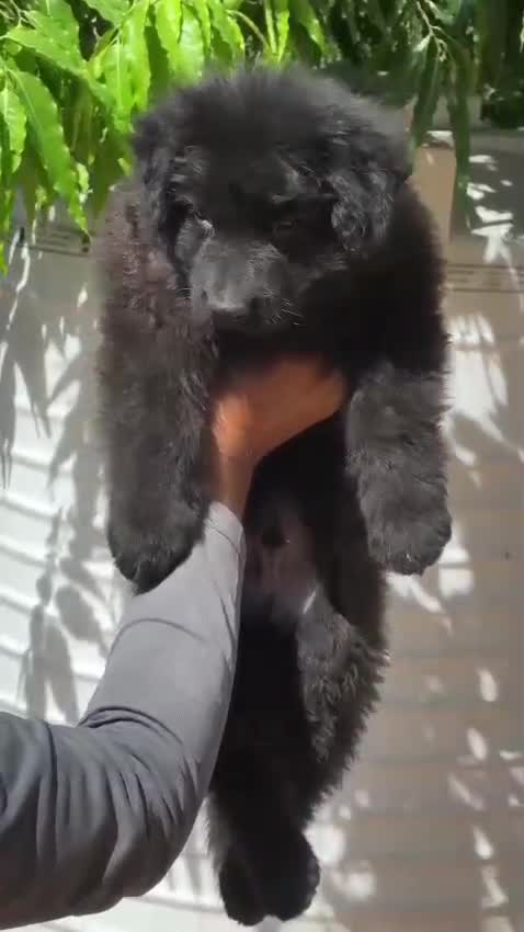 German Shepherd Puppy, farm video