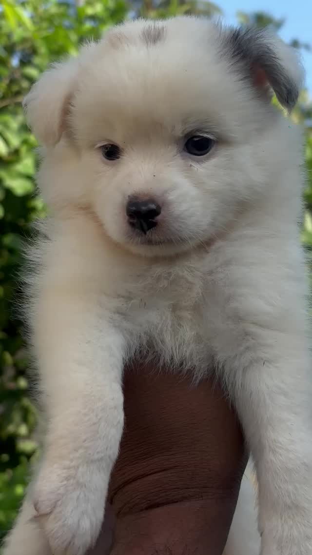 Pomeranian Puppy, farm video