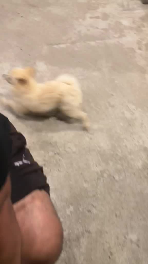 Pomeranian Puppy, farm video