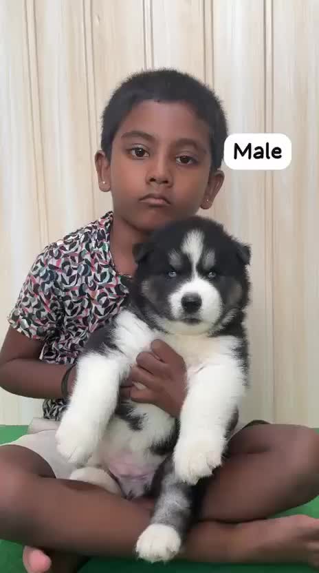 Siberian Husky Puppy | Black & White Color, farm video