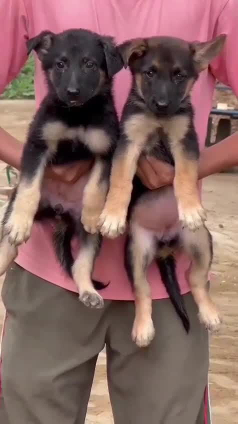 German Shepherd Puppy, farm video