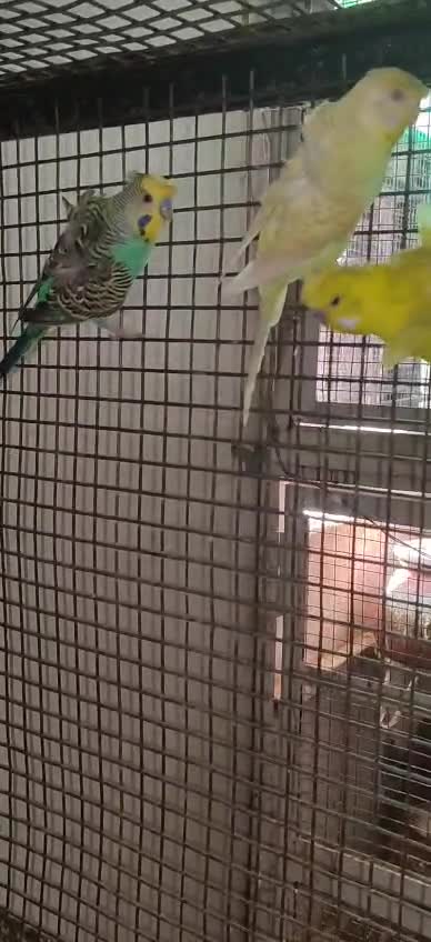 French Mastiff Puppy, farm video
