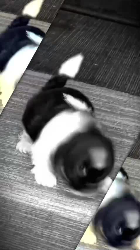 Shih Tzu | Black Color, farm video