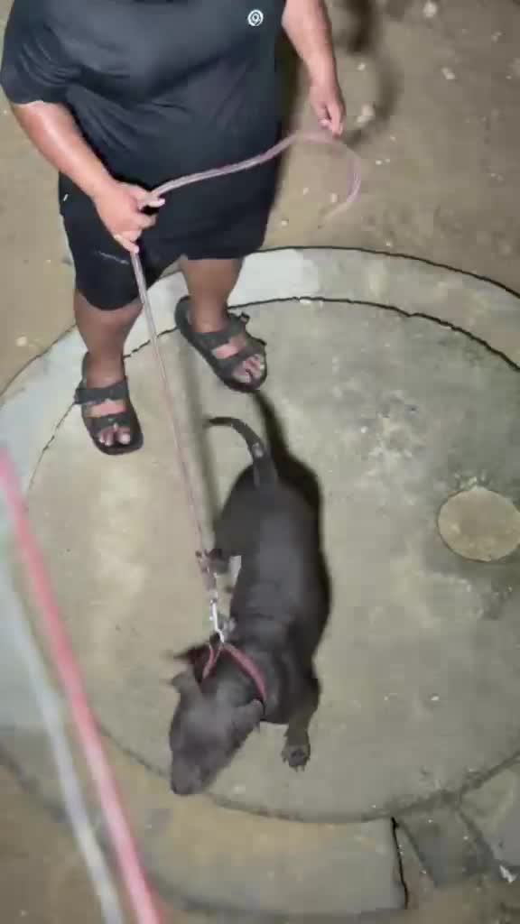 American Bully Pocket Size Puppy, farm video